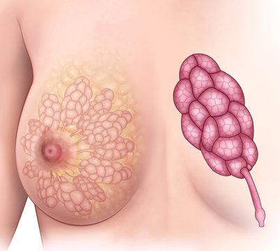 Anatomy and physiology illustration of female breasts, female mammary glands or milk producing organs.