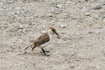 Birds of Tibet. The shore of the lake Manasarovar