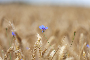 Fleur bleue dans blé