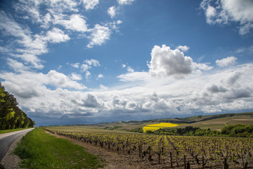 Vineyards in the Chablis region of Burgundy, France