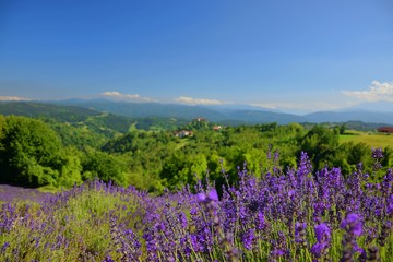lavender summer landscape