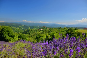 Fototapeta na wymiar lavender summer landscape