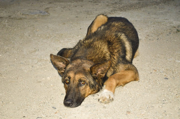 A street dog lies on the road