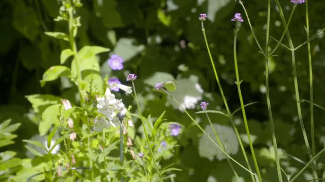 White butterfly filmed in slowmotion, purple flowers. Filmed with Sony FS7 180fps