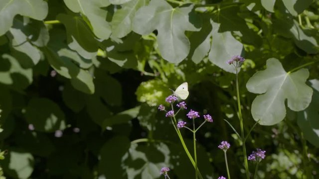 White butterfly filmed in slowmotion, purple flowers. Filmed with Sony FS7 180fps
