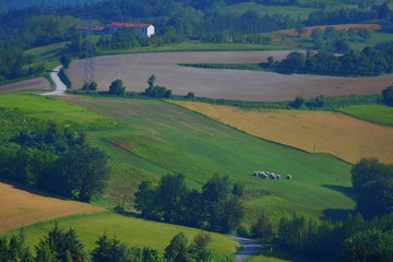 Fototapeta na wymiar Summer landscape of Piedmont hills for cultivating
