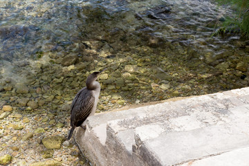 Cormoran de m&eacute;diterran&eacute;e