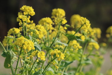 Obraz premium 咲き誇る菜の花