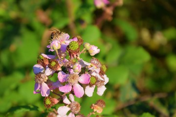 The bee on raspberry flower