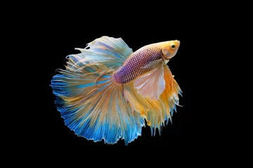 Keuken spatwand met foto The moving moment beautiful of yellow siamese betta fish or half moon betta splendens fighting fish in thailand on black background. Thailand called Pla-kad or dumbo big ear fish. © Soonthorn