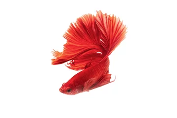 Keuken spatwand met foto The moving moment beautiful of siamese betta fish in thailand on isolated white background.  © Soonthorn