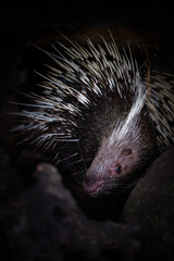 Porcupine in the cave hole on a black background