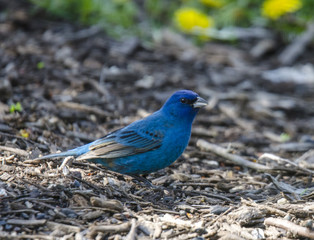Indigo Bunting