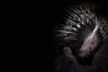 Porcupine in the cave hole on a black background
