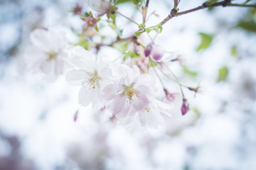 Sakura