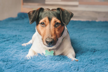 Cute dog breed jack russel terrier