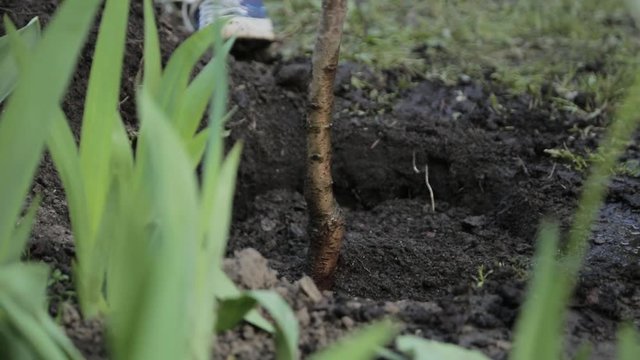 Close up slow motion shot of unidentified person pushing a spade into soil with his foot in the process of digging. Cncept of cultivation and gardening.
