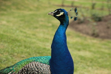 Obraz premium Peacock