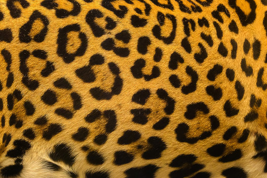Close up leopard spot pattern texture background