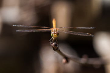 Detail of dragonfly sitting on the branch