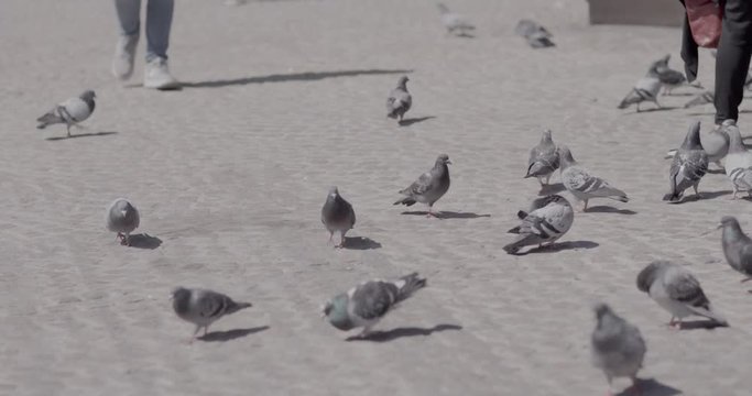 Pigeons in Amsterdam