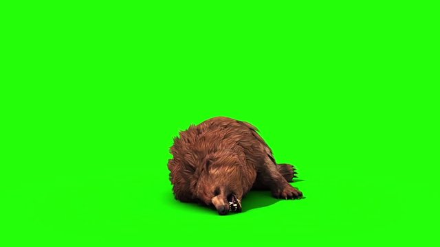 Brown BEAR Dies Front Green Screen 3D Rendering Animation