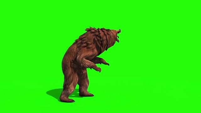 Brown BEAR Attacks Loop Side Green Screen 3D Rendering Animation