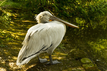 Pelican in the park Arboretum Sochi 17.07.2011