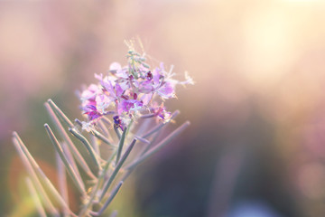 Lovely pink and violet flowers