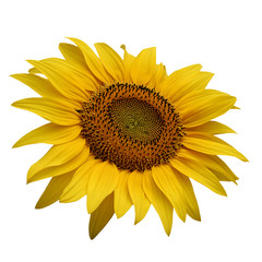 Fototapeta premium Detail of sunflower flower, isolated on white background