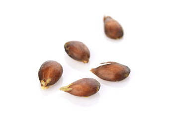 the seed apple on white background