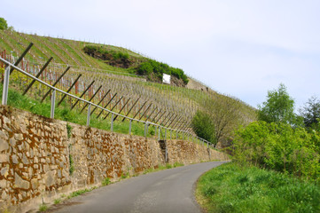 Weinberge bei Enkirch an der Mosel mit der Sonnenuhr im Felsen
