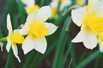 Narcissus flower. Narcissus daffodil flowers and green leaves background.