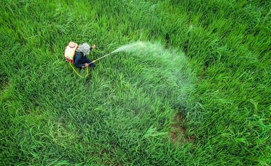Aerial view from flying drone. Thai farmer spraying chemical to young green rice field