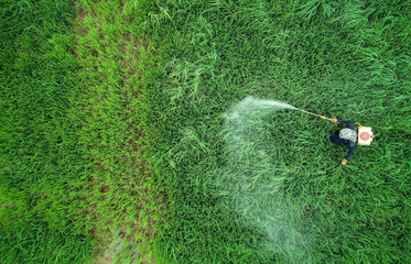 Aerial view from flying drone. Thai farmer spraying chemical to young green rice field