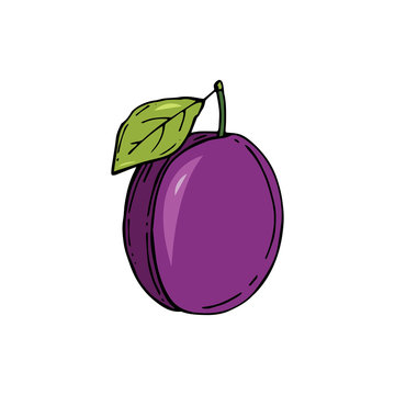 Plum fruit with green leaf isolated colored sketch. Vector illustration. Hand drawn