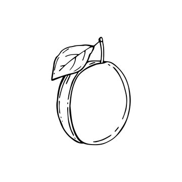 Plum with leaf vector sketch icon isolated on background. Hand drawn