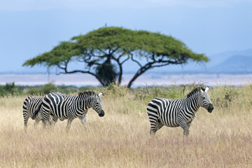 Kenia-Amboseli-4442