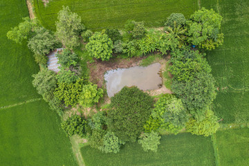 Aerial view from flying drone. Beautiful green area of young rice field or meadow in rainy season © SKT Studio