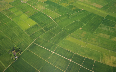 Aerial view from flying drone. Beautiful green area of young rice field or meadow in rainy season