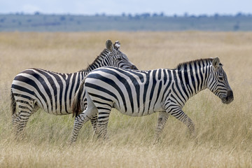 Fototapeta na wymiar Kenia-Amboseli-4451