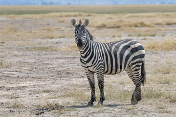 Naklejka premium Kenia-Amboseli-Zebra-4914