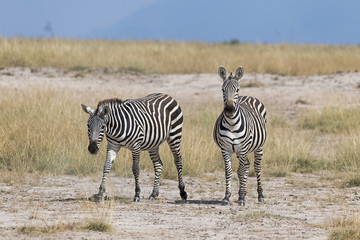 Fototapeta na wymiar Kenia-Amboseli-Zebra-4940