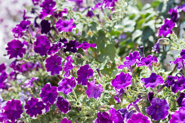 Obraz premium Petunia violet on the flower garden