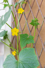 Flowering organic healthy Cucumis Sativus plant of a heirloom variety Parisian Pickling Cucumber, climbing the trellis and attaching and supporting the stem with curling tendril, on sunny summer day.