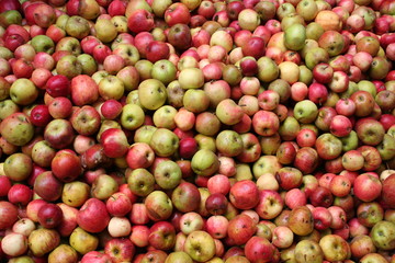 Sehr viele Äpfel in der Kelterei