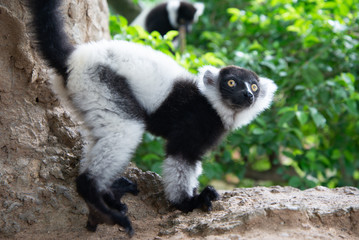 Black-and-white ruffed lemur
