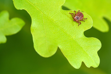 Parasite mite sitting on a green oak leaf. Danger of tick bite.
