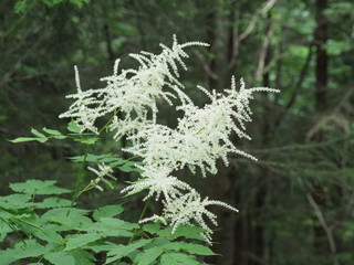 weiße Astilbe, Spiere am Waldrand in den Bergen - Spiers on the edge of the forest in the mountains