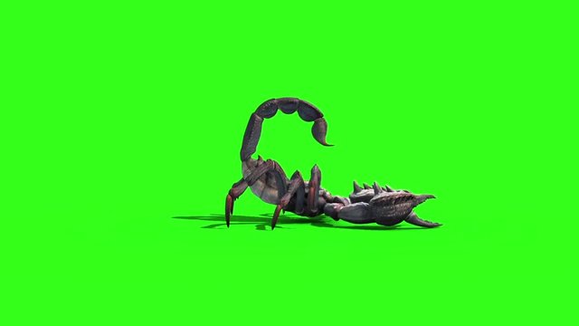 Animal Scorpio Attack Loop Side Green Screen 3D Rendering